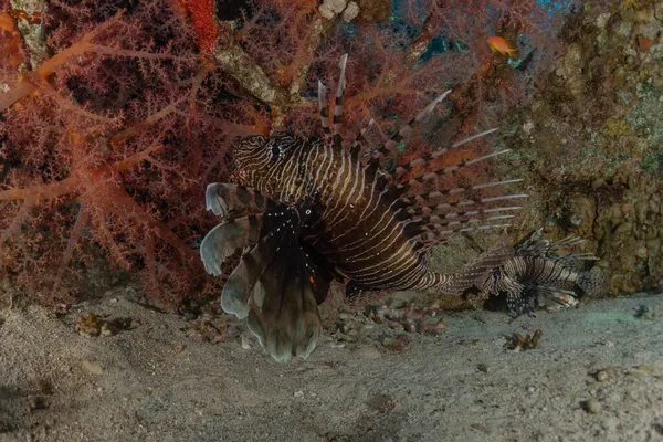 Peixe Leão Mar Vermelho Peixe Colorido Eilat Israel — Fotografia de Stock