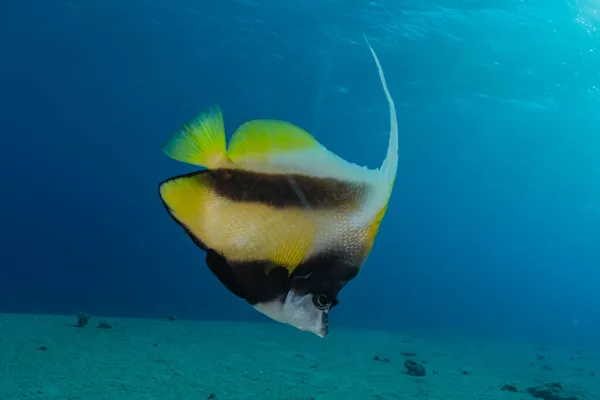 Poissons Nager Dans Mer Rouge Poissons Colorés Eilat Israël — Photo