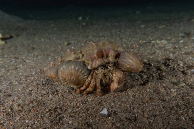 Kızıl Deniz 'deki ıstakozlar Renkli ve güzel, Eilat Israel