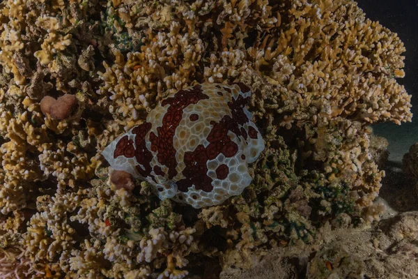 Korallzátony Vízinövények Vörös Tengeren Eilat Izrael — Stock Fotó
