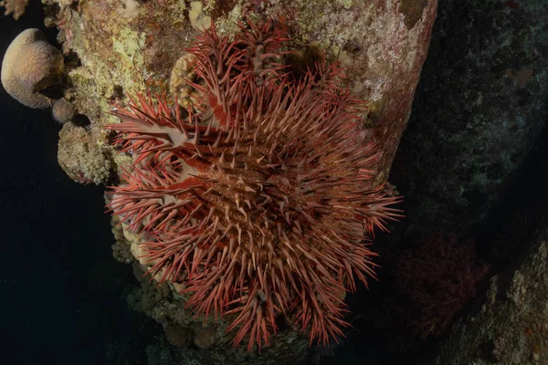 Коралловые Рифы Водные Растения Красном Море Эйлат Израиль — стоковое фото