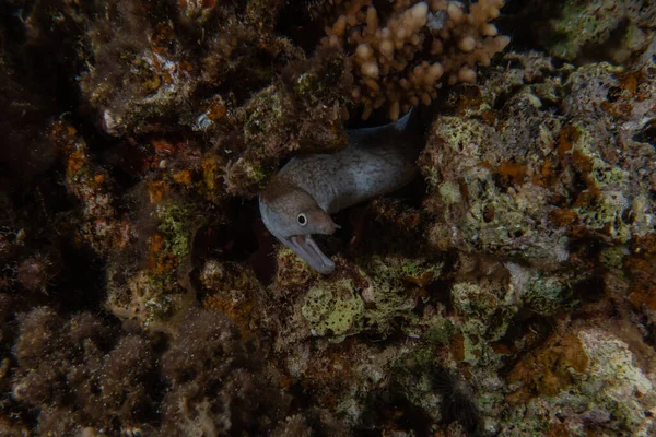 Moray Eel Mooray Lycodontis Undulatus Red Sea Eilat Israel — Stock Photo, Image