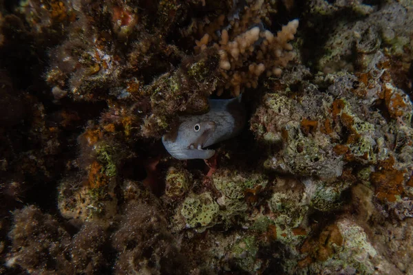 Moray Eel Mooray Lycodontis Undulatus Red Sea Eilat Israel — Stock Photo, Image