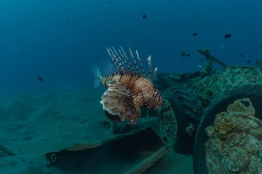 Kızıl Deniz 'deki aslan balığı renkli balık, Eilat Israel