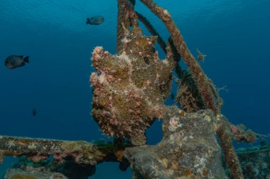 Kızıl Deniz 'de balıklar yüzer, renkli balıklar, Eilat İsrail