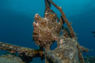 Kızıl Deniz 'de balıklar yüzer, renkli balıklar, Eilat İsrail