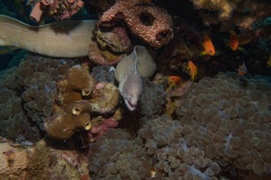 Moray eel Mooray lycodontis Kızıldenizde dalgalanma, Eilat Israel