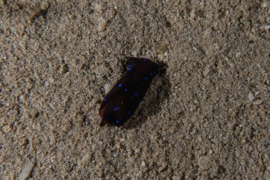 Kızıl Deniz 'deki deniz sümüklüböceği Renkli ve güzel, Eilat Israel