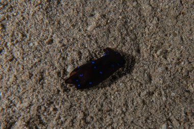 Kızıl Deniz 'deki deniz sümüklüböceği Renkli ve güzel, Eilat Israel