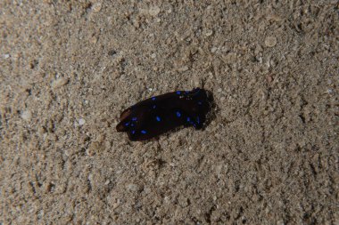 Kızıl Deniz 'deki deniz sümüklüböceği Renkli ve güzel, Eilat Israel