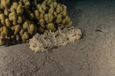 Kızıl Deniz 'deki deniz hıyarı. Renkli ve güzel, Eilat Israel.