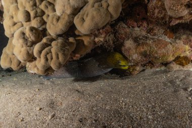 Moray eel Mooray lycodontis Kızıldenizde dalgalanma, Eilat Israel