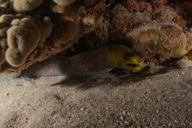 Moray eel Mooray lycodontis Kızıldenizde dalgalanma, Eilat Israel