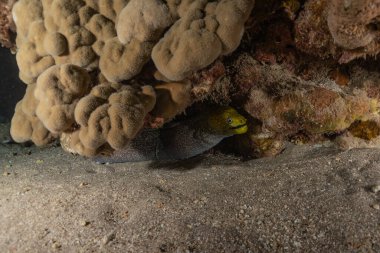 Moray eel Mooray lycodontis Kızıldenizde dalgalanma, Eilat Israel