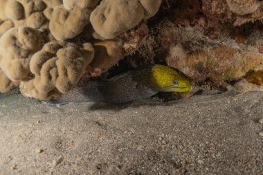 Moray eel Mooray lycodontis Kızıldenizde dalgalanma, Eilat Israel