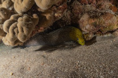 Moray eel Mooray lycodontis Kızıldenizde dalgalanma, Eilat Israel