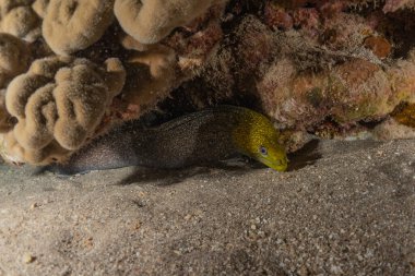 Moray eel Mooray lycodontis Kızıldenizde dalgalanma, Eilat Israel