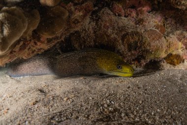 Moray eel Mooray lycodontis Kızıldenizde dalgalanma, Eilat Israel
