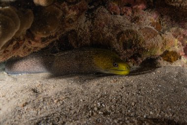 Moray eel Mooray lycodontis Kızıldenizde dalgalanma, Eilat Israel