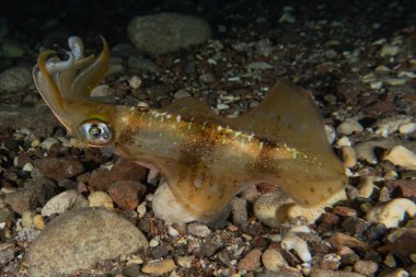 Kızıl Deniz 'deki mürekkep balığı Renkli ve güzel, Eilat Israel