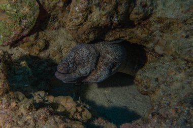 Moray eel Mooray lycodontis Kızıldenizde dalgalanma, Eilat Israel