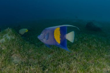 Kızıl Deniz 'de balıklar yüzer, renkli balıklar, Eilat İsrail