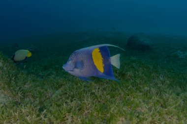 Kızıl Deniz 'de balıklar yüzer, renkli balıklar, Eilat İsrail