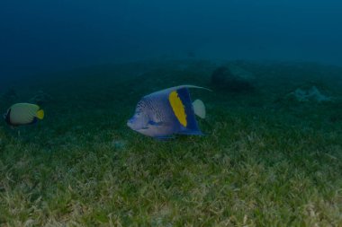 Kızıl Deniz 'de balıklar yüzer, renkli balıklar, Eilat İsrail