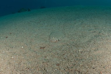 Kızıl Deniz 'de balıklar yüzer, renkli balıklar, Eilat İsrail