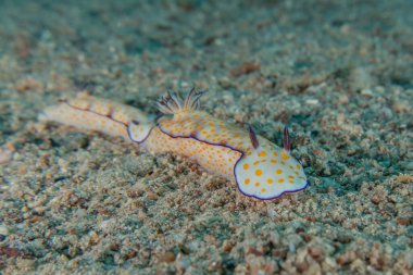 Kızıl Deniz 'deki deniz sümüklüböceği Renkli ve güzel, Eilat Israel