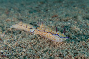 Kızıl Deniz 'deki deniz sümüklüböceği Renkli ve güzel, Eilat Israel