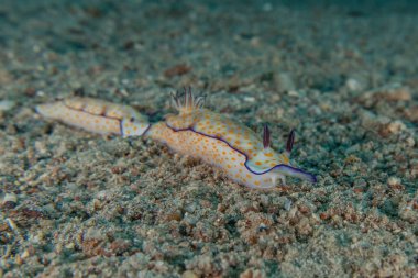 Kızıl Deniz 'deki deniz sümüklüböceği Renkli ve güzel, Eilat Israel