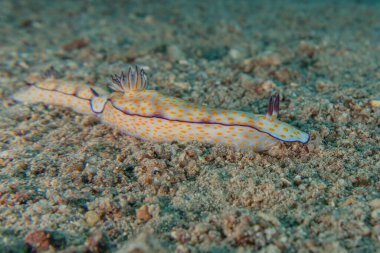 Kızıl Deniz 'deki deniz sümüklüböceği Renkli ve güzel, Eilat Israel