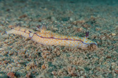 Kızıl Deniz 'deki deniz sümüklüböceği Renkli ve güzel, Eilat Israel