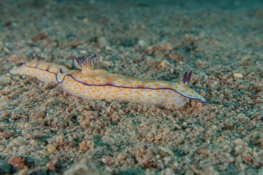 Kızıl Deniz 'deki deniz sümüklüböceği Renkli ve güzel, Eilat Israel