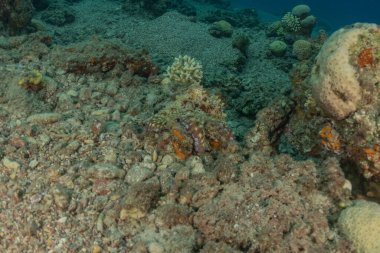 Kızıl Deniz 'deki kamuflajın kralı, Eilat Israel. 