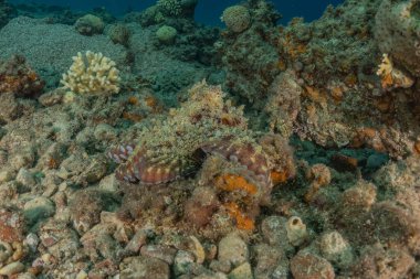 Kızıl Deniz 'deki kamuflajın kralı, Eilat Israel. 