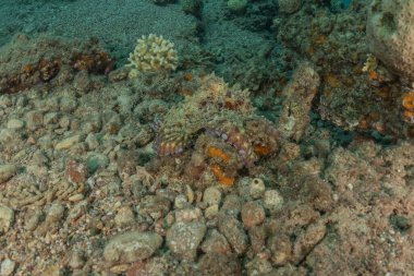 Kızıl Deniz 'deki kamuflajın kralı, Eilat Israel. 