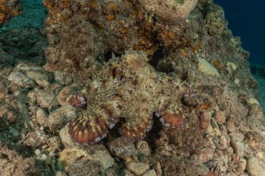Kızıl Deniz 'deki kamuflajın kralı, Eilat Israel. 