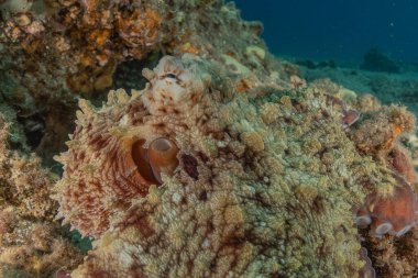 Kızıl Deniz 'deki kamuflajın kralı, Eilat Israel. 