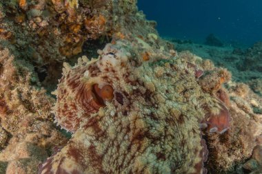 Kızıl Deniz 'deki kamuflajın kralı, Eilat Israel. 