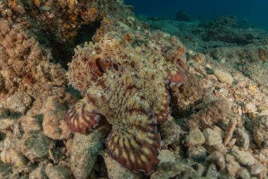 Kızıl Deniz 'deki kamuflajın kralı, Eilat Israel. 