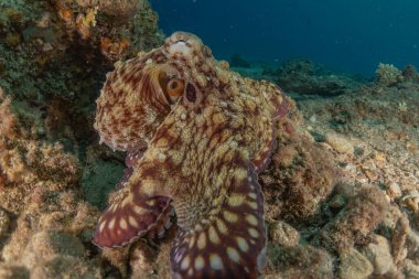 Kızıl Deniz 'deki kamuflajın kralı, Eilat Israel. 