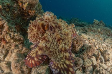 Kızıl Deniz 'deki kamuflajın kralı, Eilat Israel. 