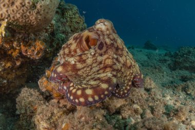 Kızıl Deniz 'deki kamuflajın kralı, Eilat Israel. 
