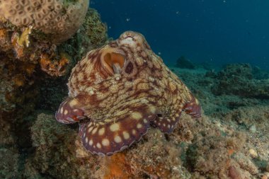 Kızıl Deniz 'deki kamuflajın kralı, Eilat Israel. 