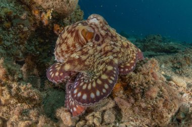 Kızıl Deniz 'deki kamuflajın kralı, Eilat Israel. 