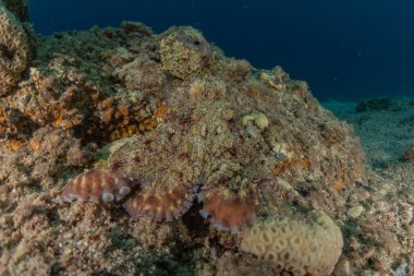 Kızıl Deniz 'deki kamuflajın kralı, Eilat Israel. 