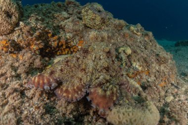Kızıl Deniz 'deki kamuflajın kralı, Eilat Israel. 