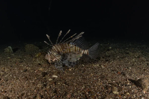 Lejonfisk Röda Havets Färgglada Fisk Eilat Israel — Stockfoto